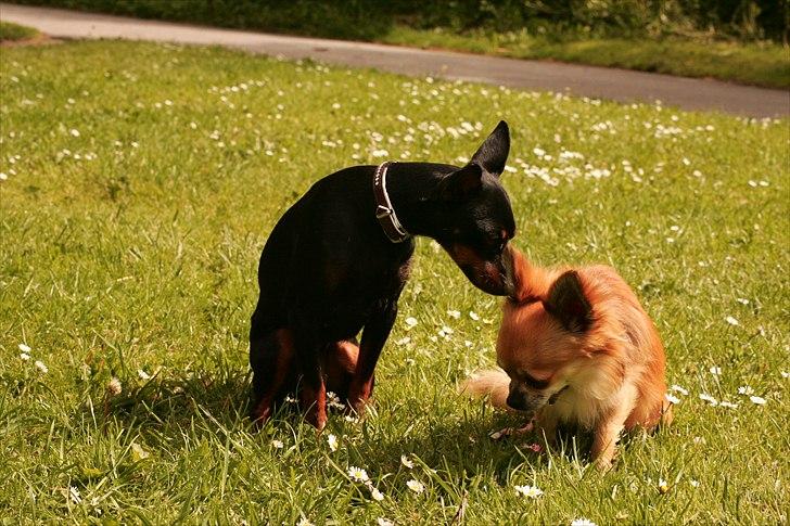 Engelsk toy terrier Gipsy  billede 13
