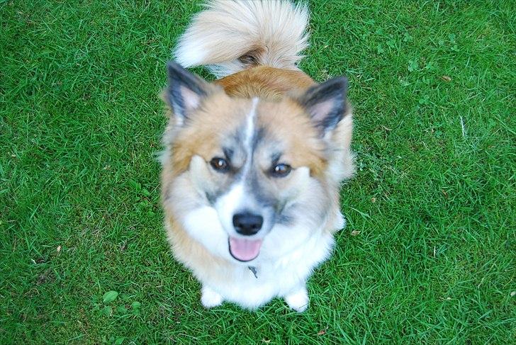 Islandsk fårehund Alma - her er jeg Alma<3 billede 1
