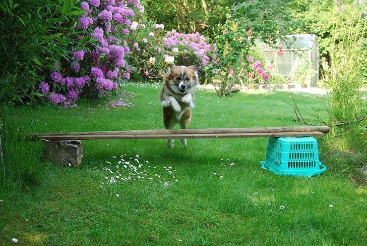 Islandsk fårehund Alma - jeg elsker hende <3 <3 <3 <3 <3 <3  billede 2