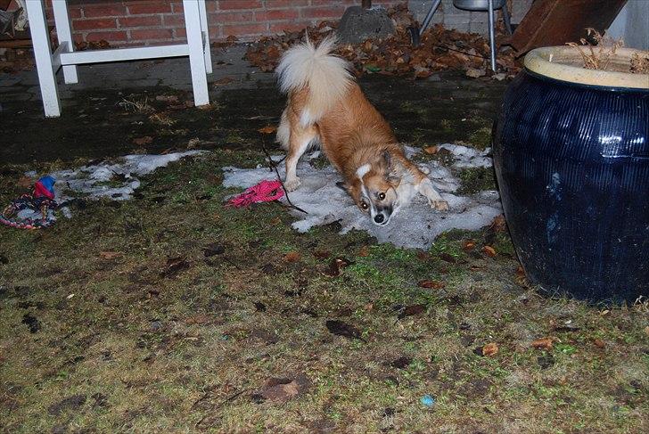 Islandsk fårehund Alma - I LOVE IS!!!!! <3 billede 3