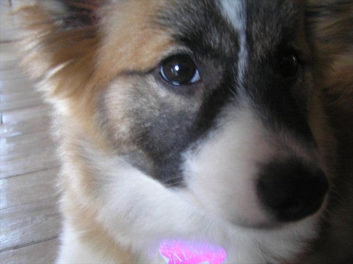 Islandsk fårehund Alma - det er mig da jeg var hvalp :D<3 billede 4