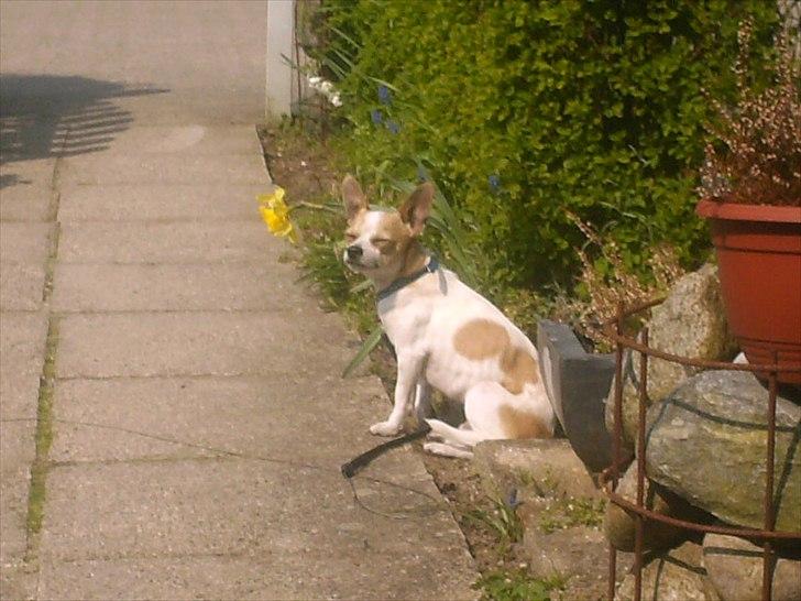 Chihuahua Kosmo billede 5