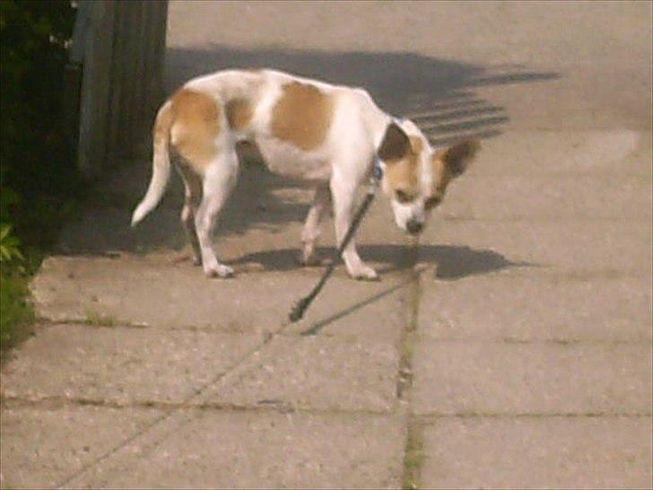 Chihuahua Kosmo billede 6