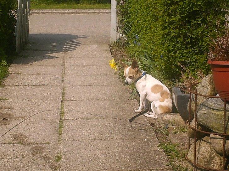 Chihuahua Kosmo billede 8