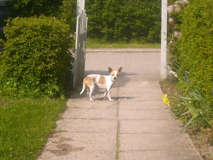 Chihuahua Kosmo billede 10