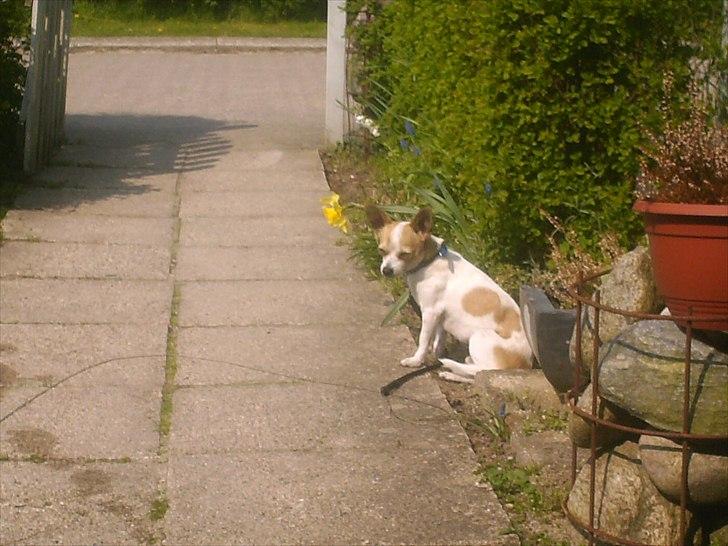 Chihuahua Kosmo billede 11