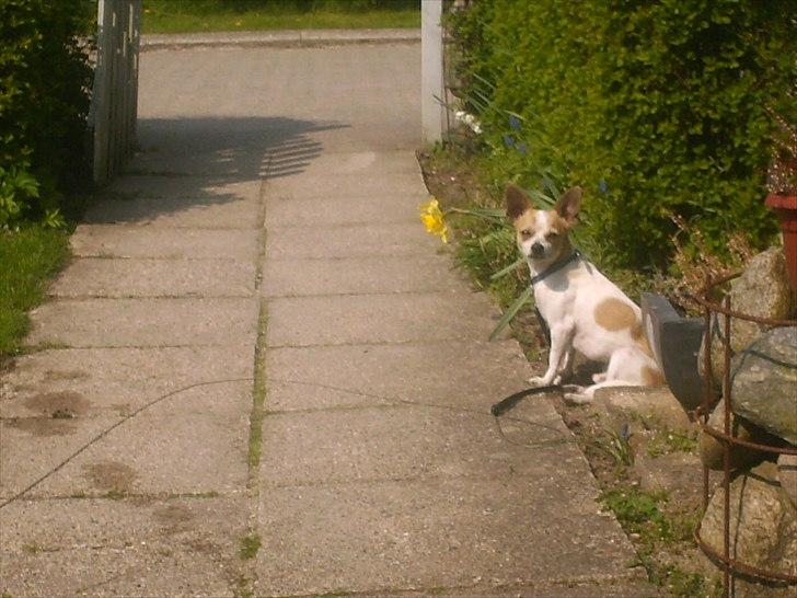 Chihuahua Kosmo billede 13