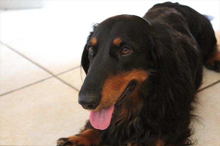 Gravhund Karl  - Karl d. 31/5/2011  billede 15