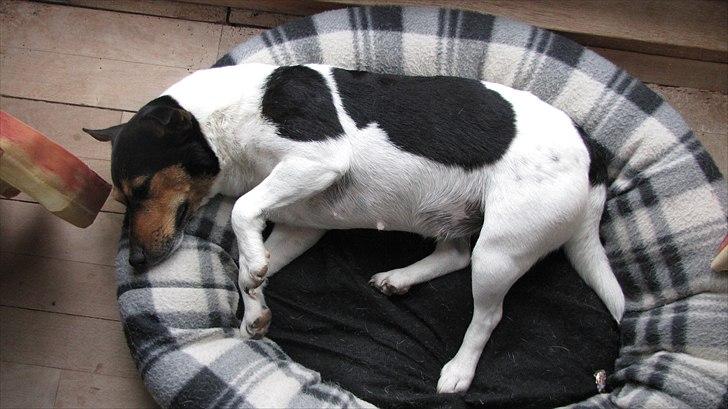 Jack russell terrier Nuser - Nuser i sin kurv
 billede 10