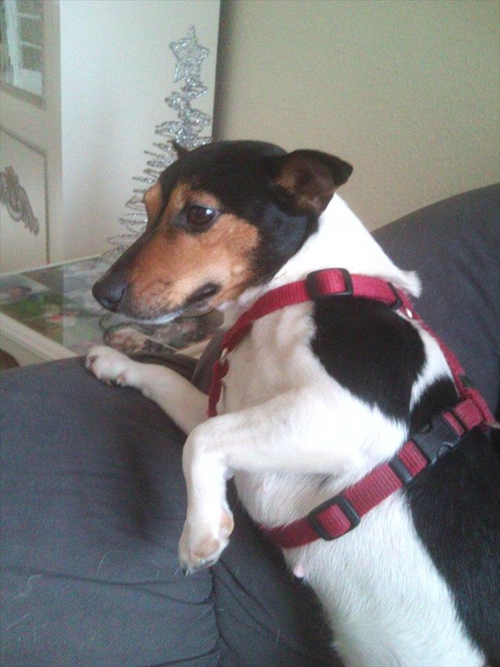 Jack russell terrier Nuser - Nuser bøvs billede 11