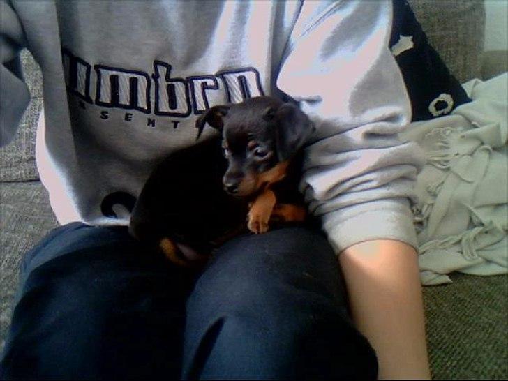 Dvaergpinscher Rico  billede 13