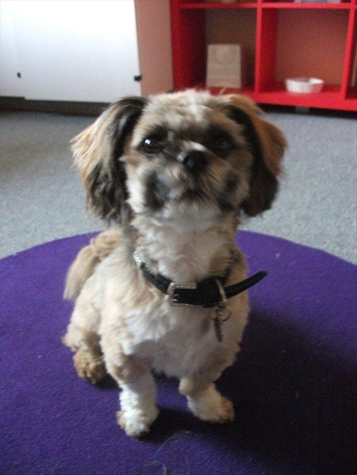 Lhasa apso Laura billede 7