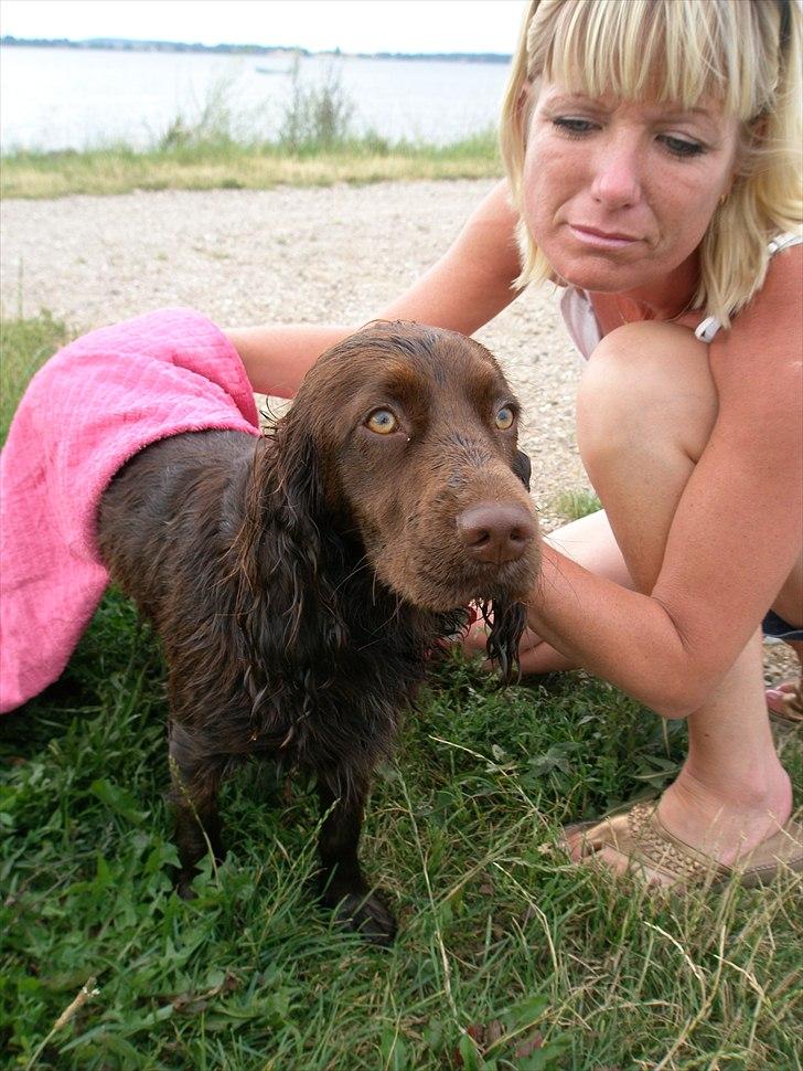 Engelsk springer spaniel Freja. billede 1