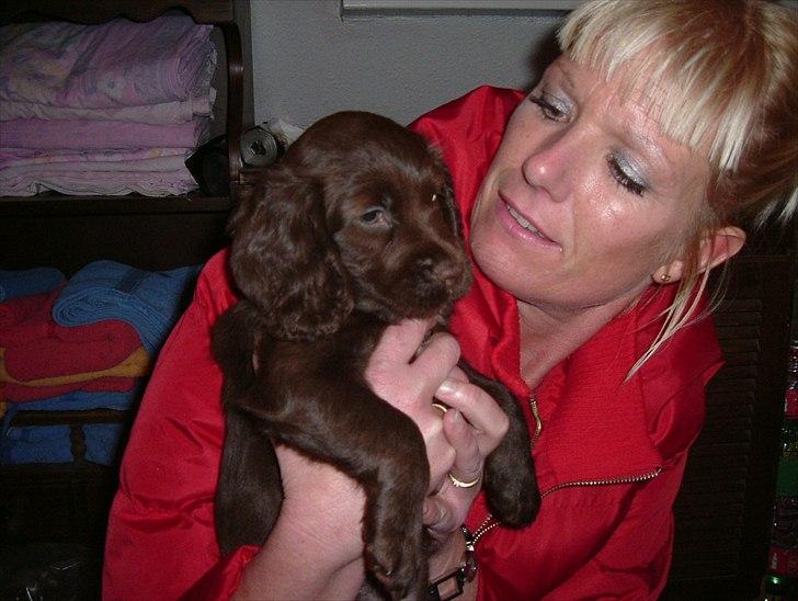 Engelsk springer spaniel Freja. - Freja som få uger gammel. billede 2