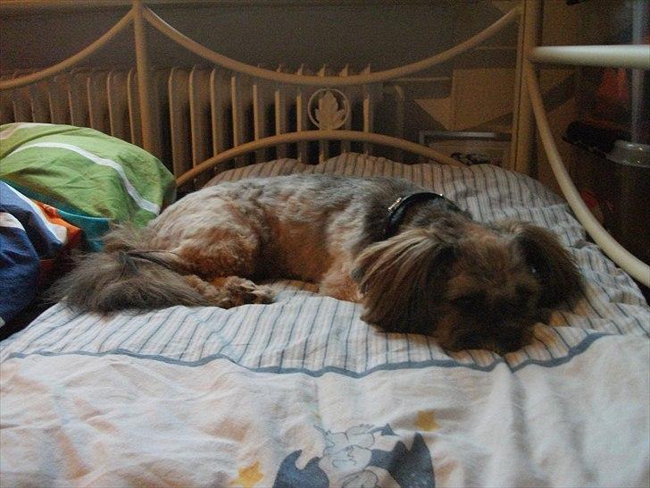 Lhasa apso Laura billede 8