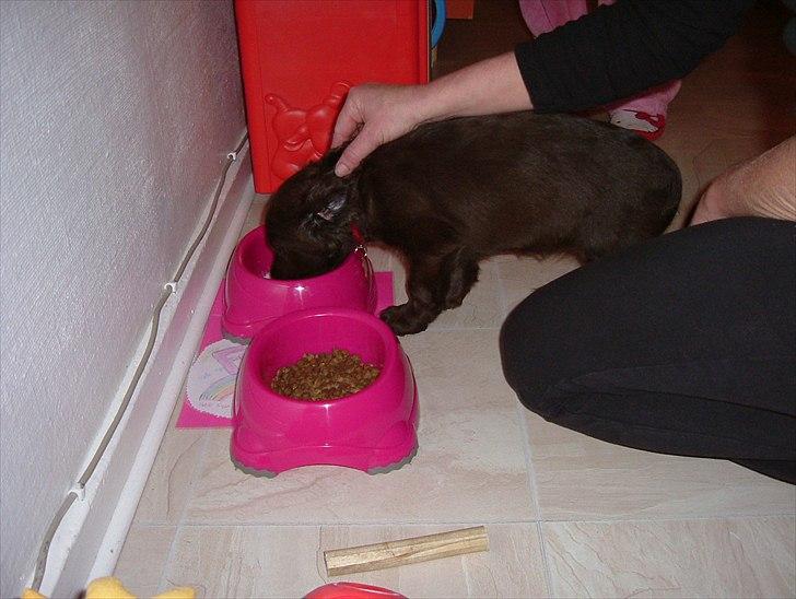 Engelsk springer spaniel Freja. billede 3