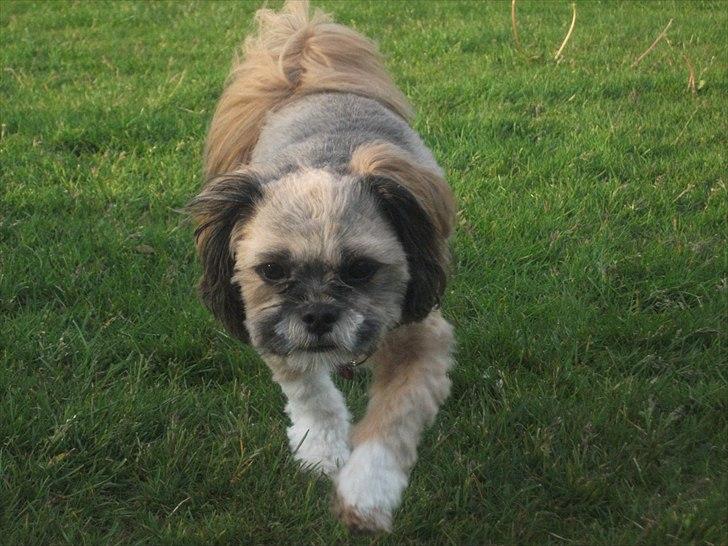 Lhasa apso Laura billede 9