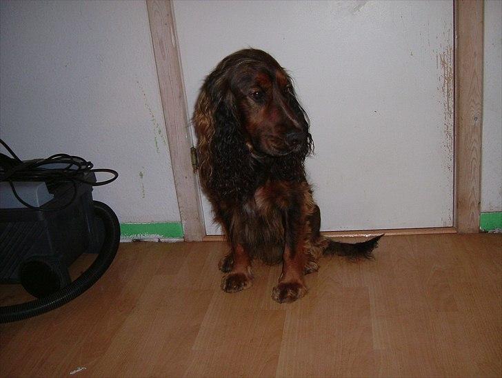 Engelsk springer spaniel Freja. - Freja's far. billede 4