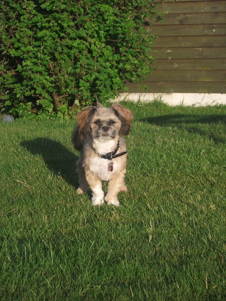 Lhasa apso Laura billede 10