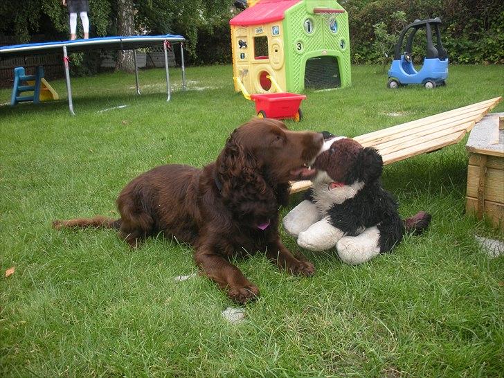 Engelsk springer spaniel Freja. billede 5