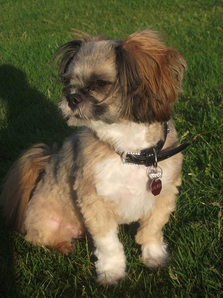 Lhasa apso Laura billede 4