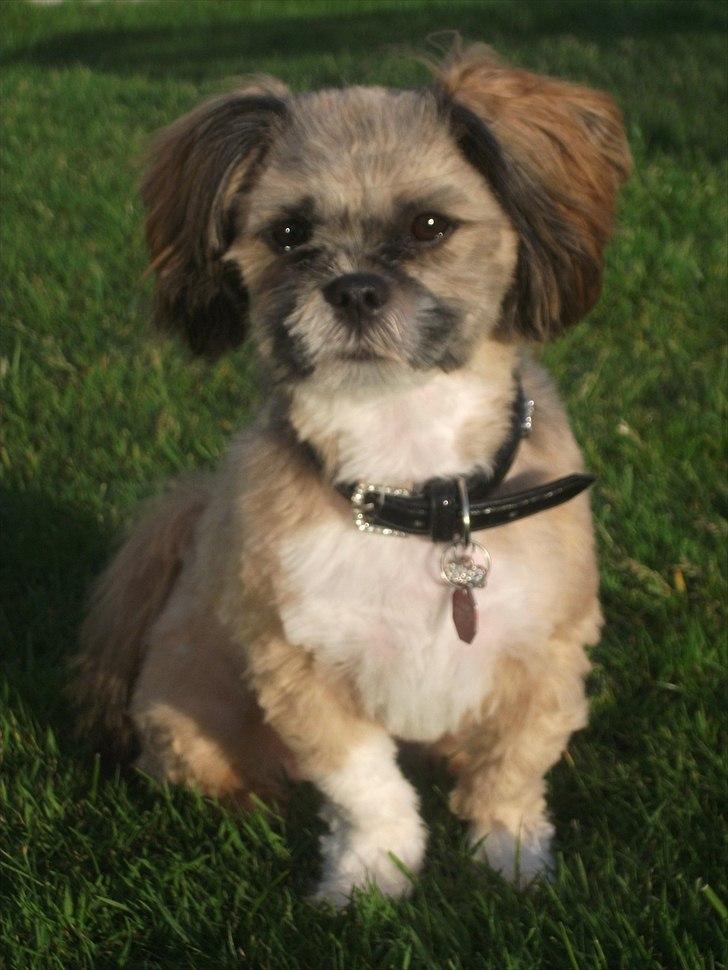 Lhasa apso Laura billede 3