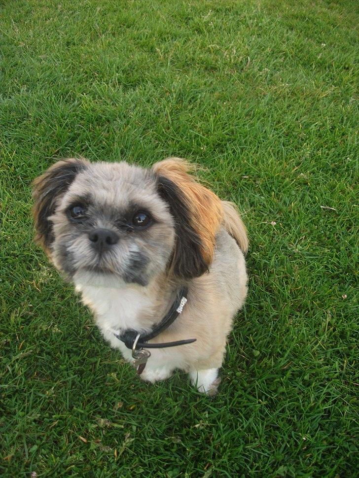 Lhasa apso Laura billede 11