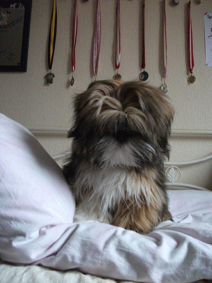 Lhasa apso Laura billede 12