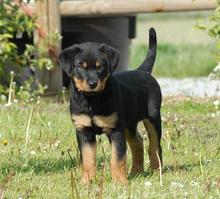 Rottweiler Bailey billede 2