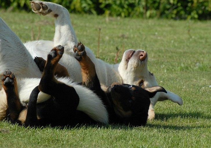 Rottweiler Bailey billede 10