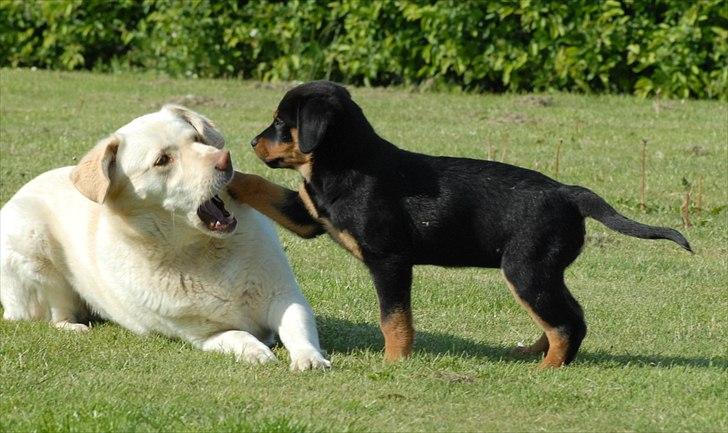 Rottweiler Bailey billede 11