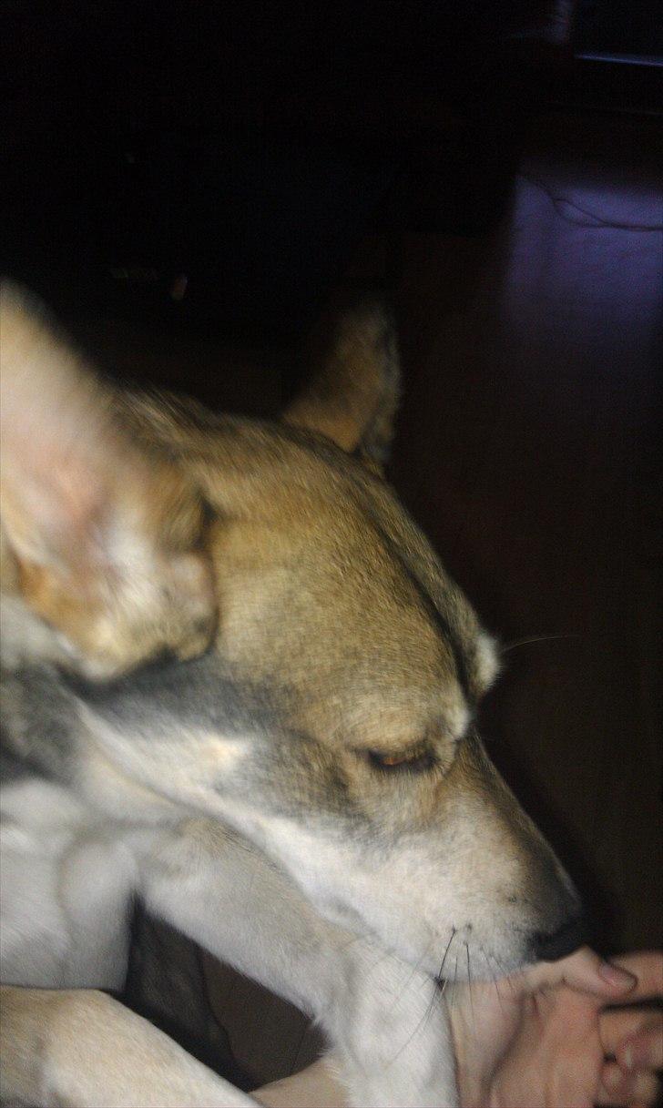 Blanding af racer Cozmo billede 8