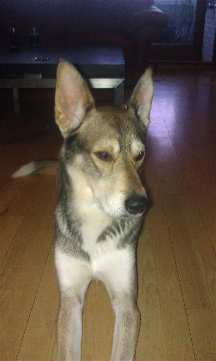 Blanding af racer Cozmo billede 9