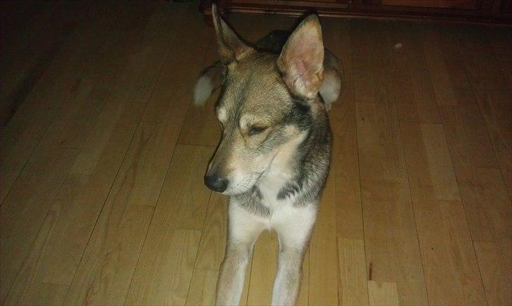 Blanding af racer Cozmo billede 10