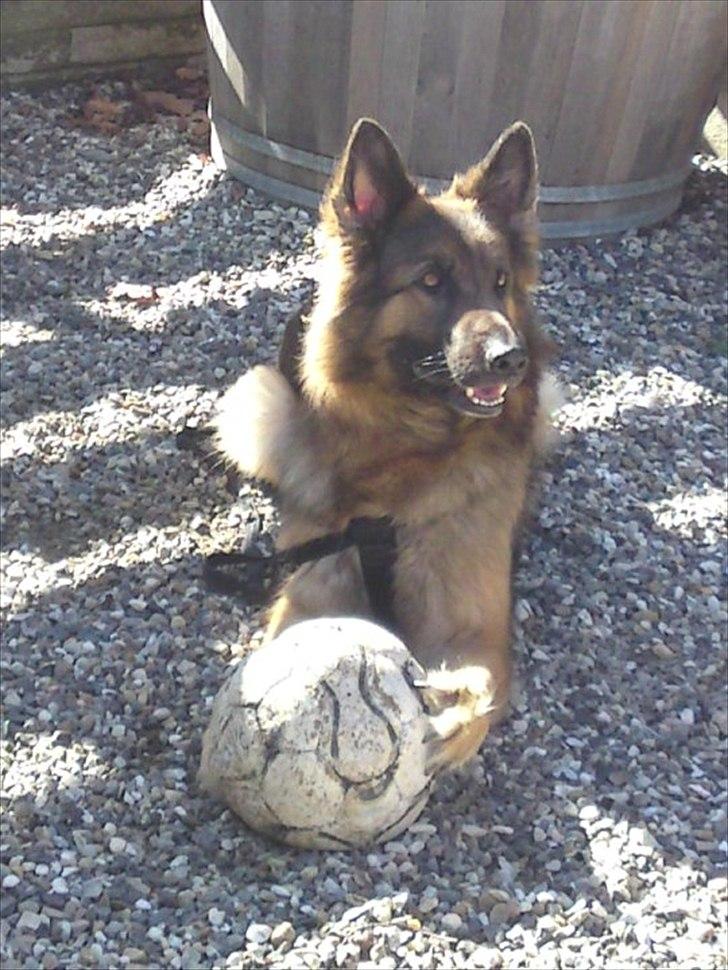 Schæferhund Molly <3 billede 1