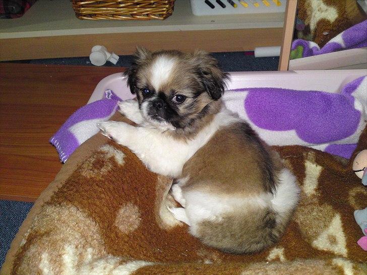 Pekingeser Berta - berta i sin nye hundekurv billede 1