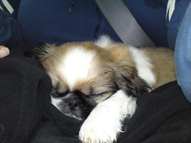 Pekingeser Berta - træt på den lange køretur hjem. billede 2