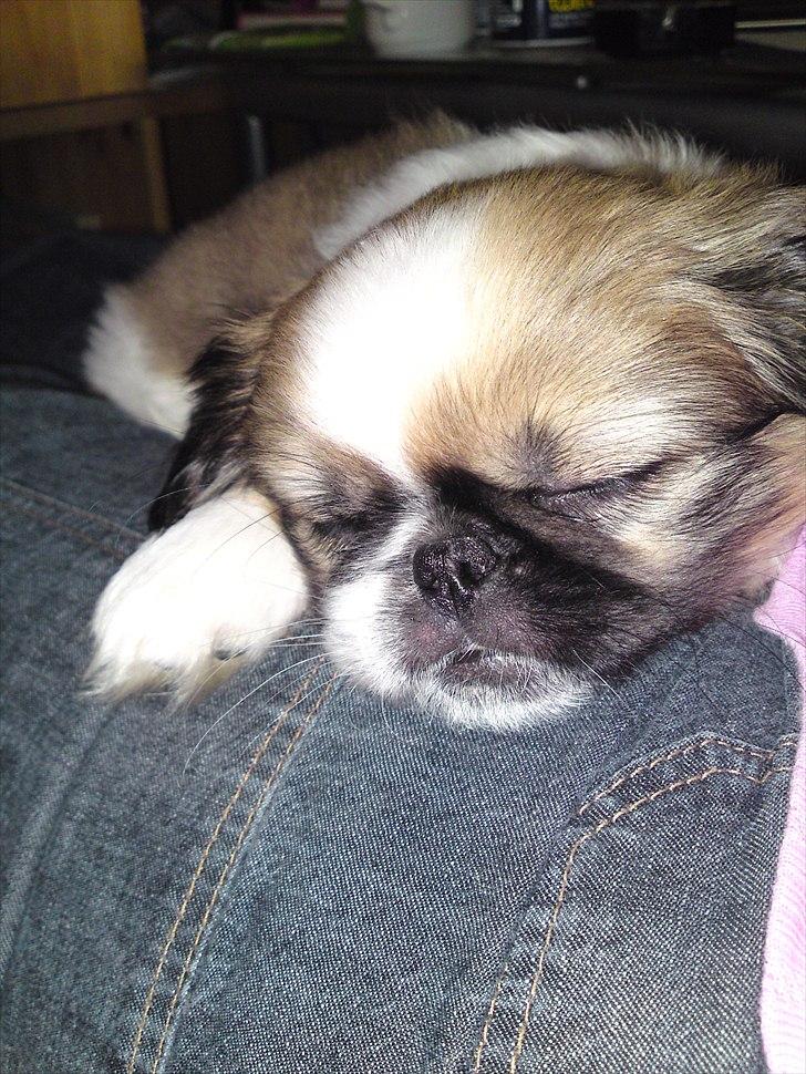 Pekingeser Berta - er bare træt billede 3