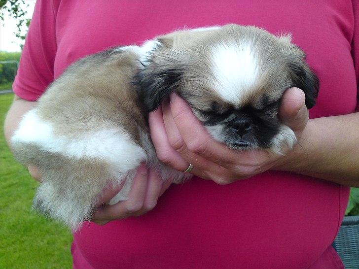 Pekingeser Berta - putter lige i fars store varme hænder billede 4