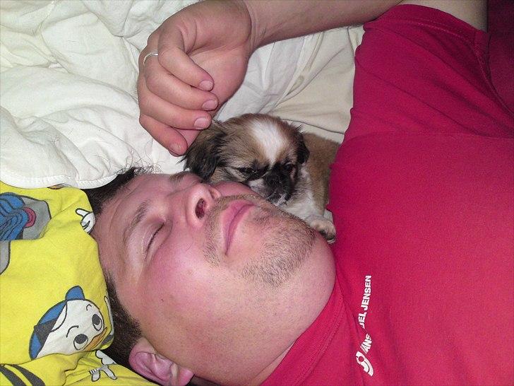 Pekingeser Berta - kæler med far på sofaen billede 5