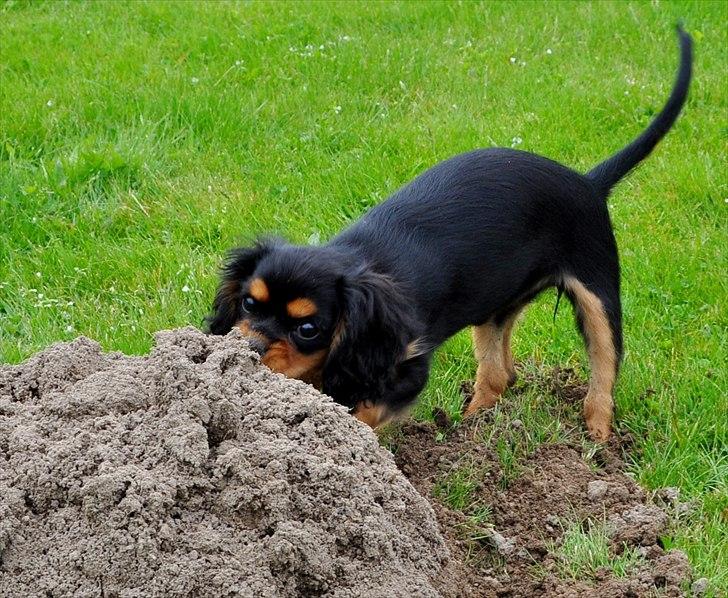 Cavalier king charles spaniel Mademoiselle Soleil Noir billede 10