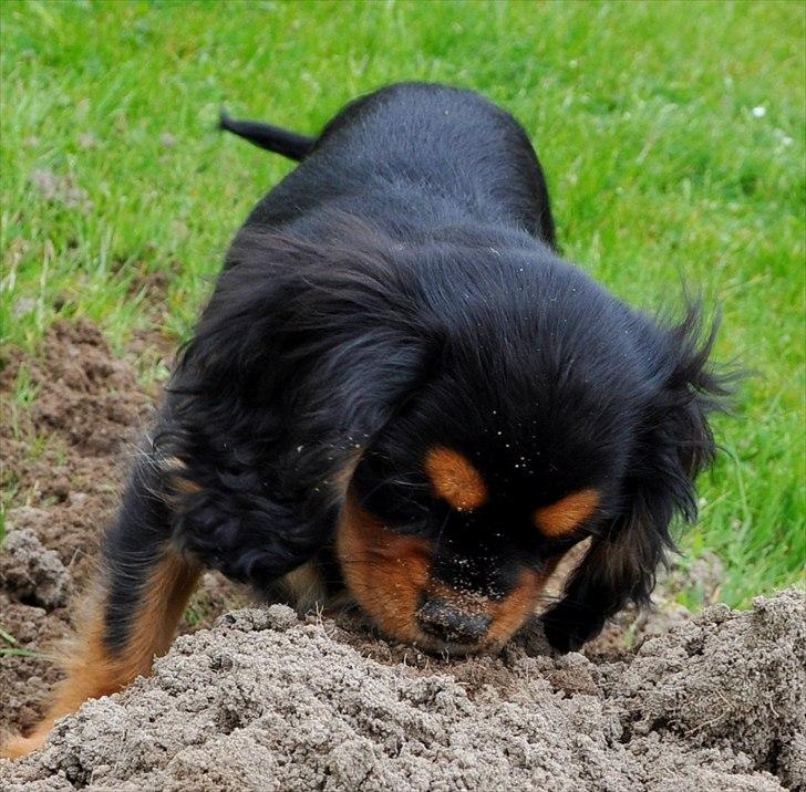 Cavalier king charles spaniel Mademoiselle Soleil Noir billede 3