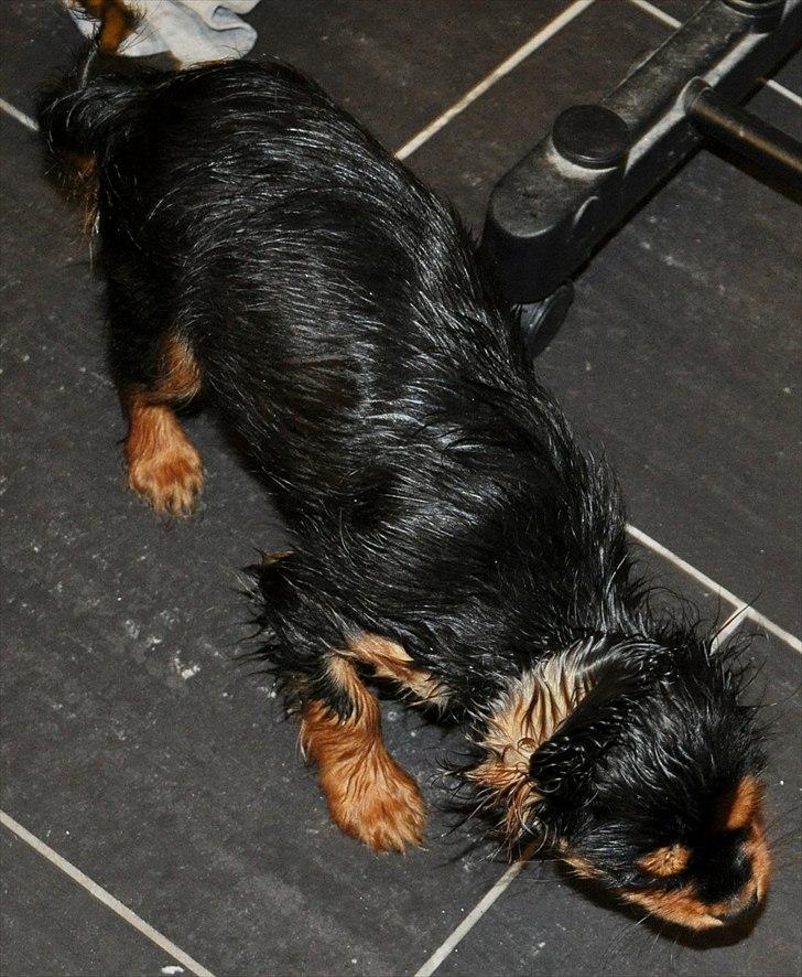 Cavalier king charles spaniel Mademoiselle Soleil Noir - Første bad, det kunne vi godt li, bare vandet er varmt :)  billede 9
