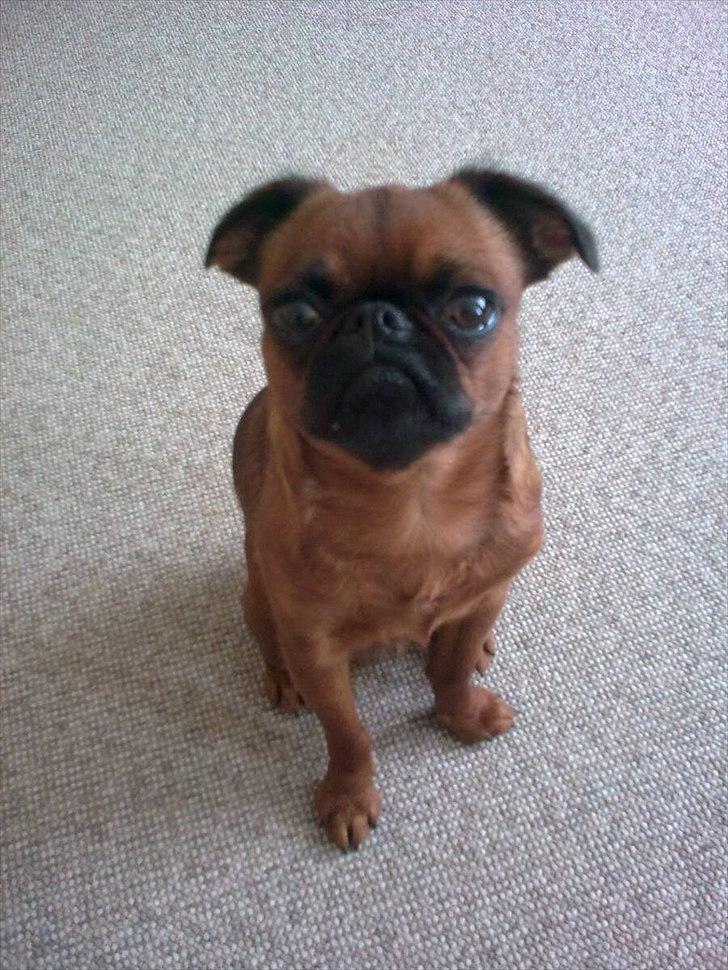 Griffon petit brabancon Cera billede 10