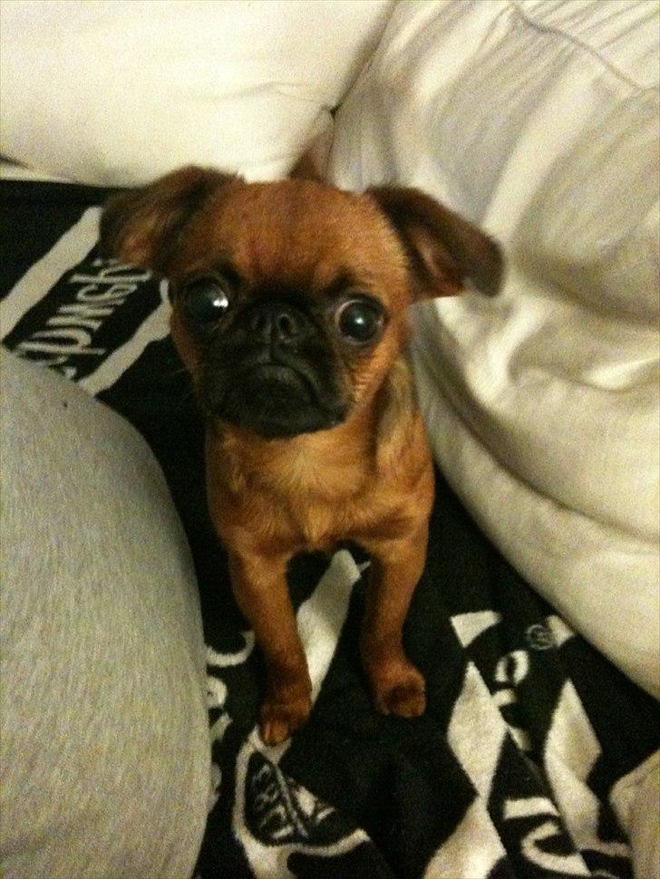 Griffon petit brabancon Cera billede 11