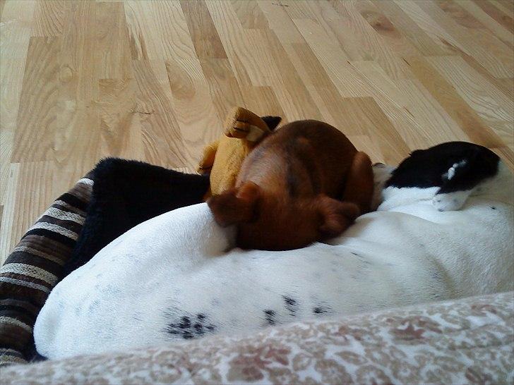 Griffon petit brabancon Cera - Cera og Lilo forsøger af putte i Cera's lille mini-hvalpe kurv billede 12