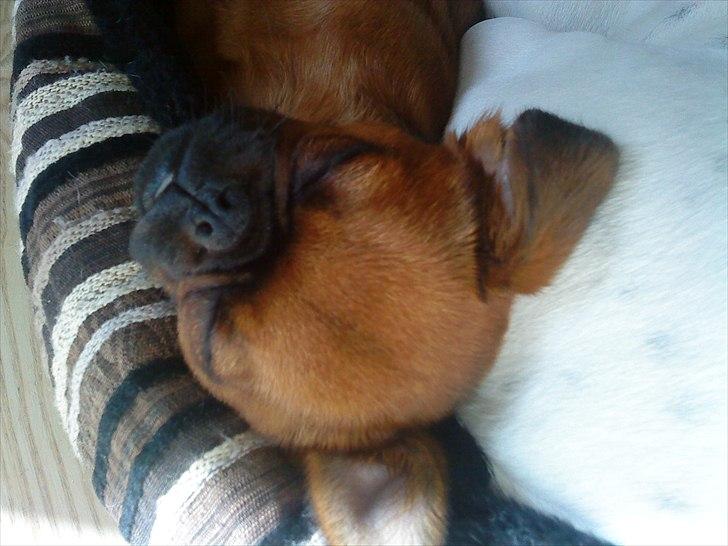 Griffon petit brabancon Cera billede 13