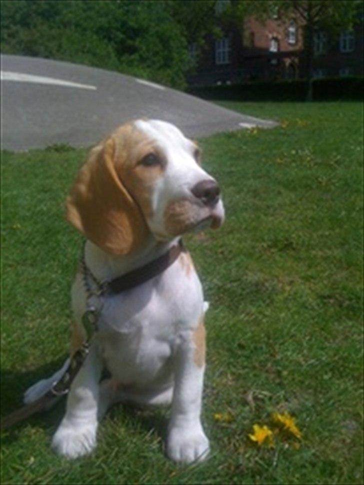 Beagle Victor billede 1