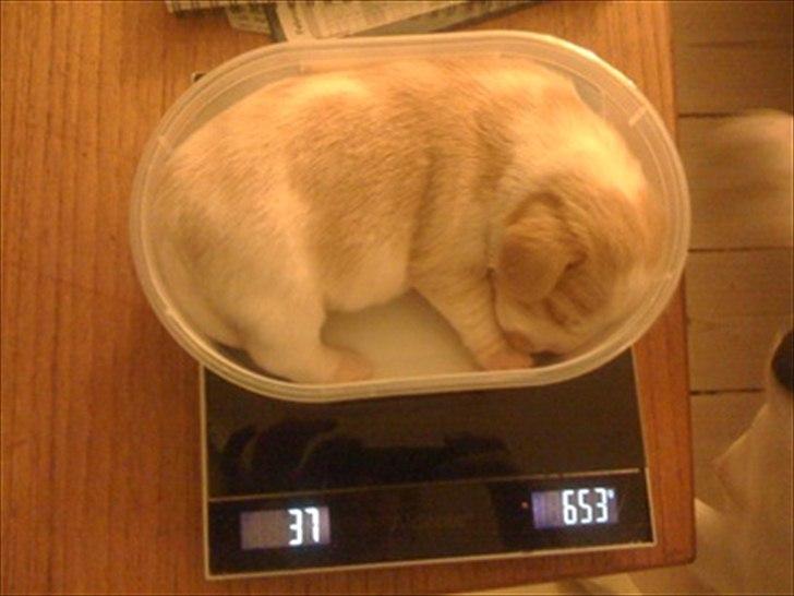 Beagle Victor - Lille Victor - få uger gammel til vejning :-) billede 2