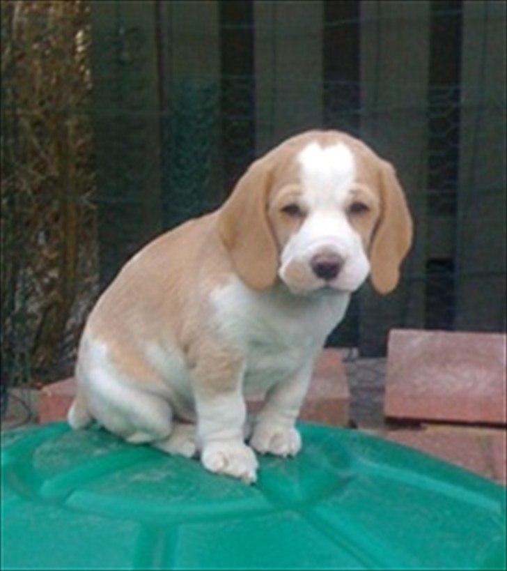 Beagle Victor billede 3